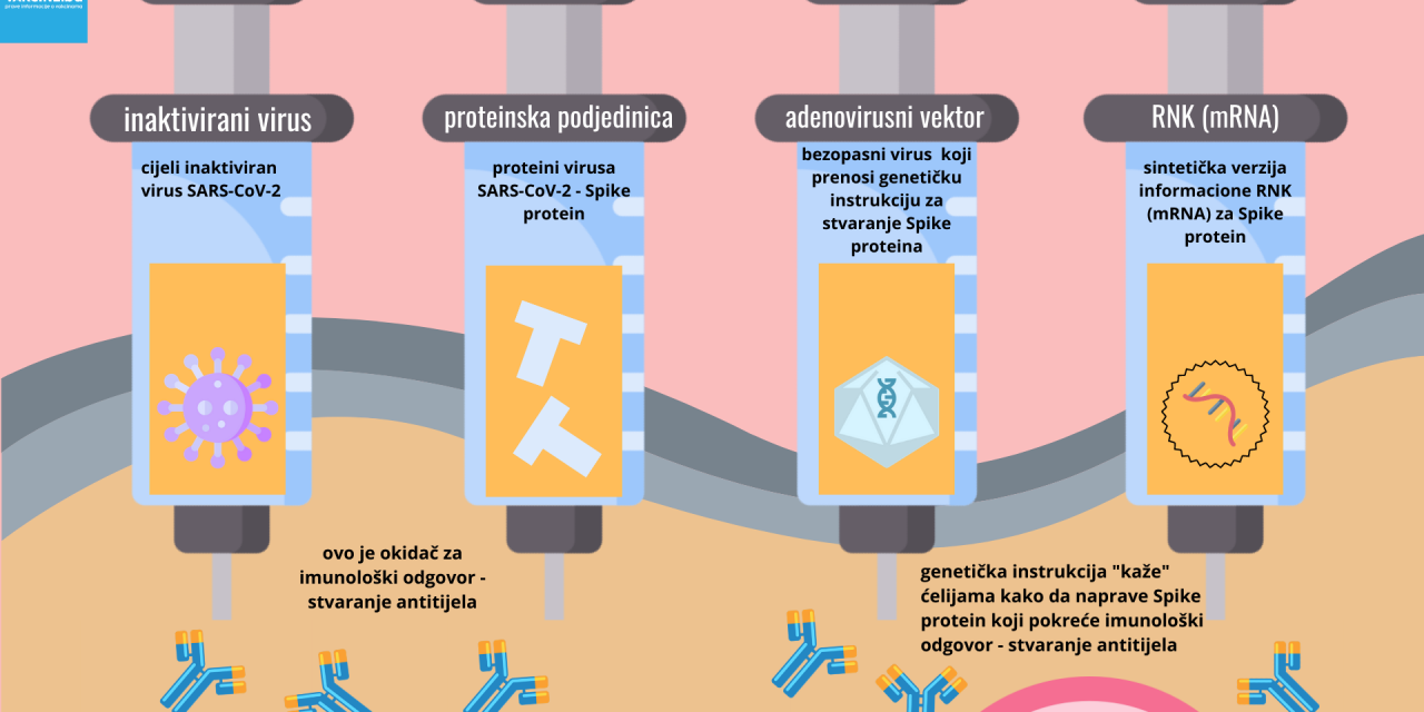 Tipovi vakcina protiv COVID-19: adenovirusne, RNK/mRNA, inaktivirane, protein – kako rade?